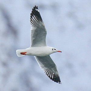 Brown-headed Gull